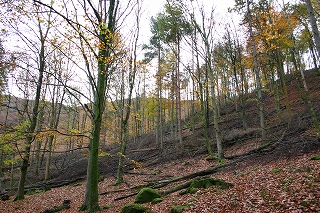 Deerbolts Wood
