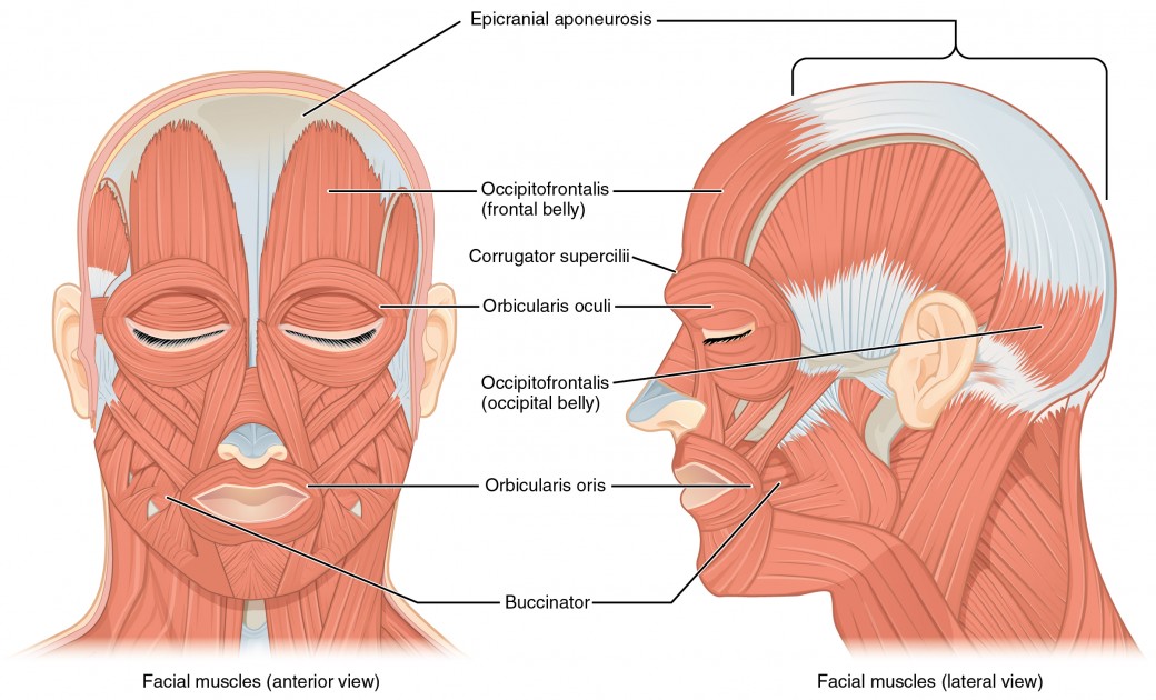 Muscles of Facial Expression. Many of the muscles of facial expression insert into the skin surrounding the eyelids, nose and mouth, producing facial expressions by moving the skin rather than bones. License: CC BY: Attribution. License Terms: Download for free at http://cnx.org/content/col11496/latest/.