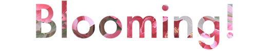 blooming!